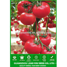 NT18 Podao Tomaten Hybrid Samen Tomatensamen Preise zu verkaufen